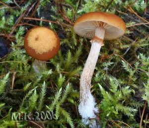 Galerina_marginata.jpg