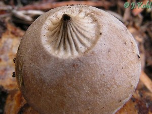 geastrum2.jpg