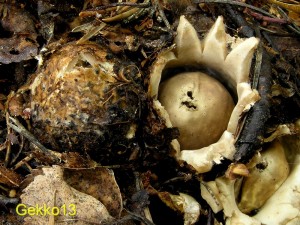 Geastrum_asi_triplex.JPG