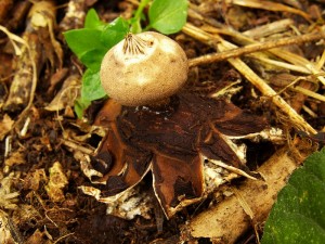 Geastrum campestre.jpg1.jpg