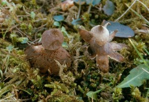 geastrum_campestre_o_1.jpg