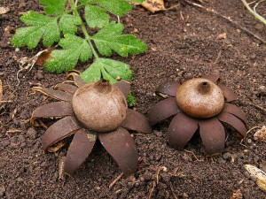 Geastrum corollinum.jpg1.jpg