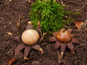 Geastrum corollinum.jpg2.jpg