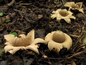 Geastrum fimbriatum2.jpg