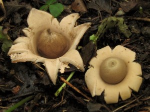 Geastrum fimbriatum3.jpg