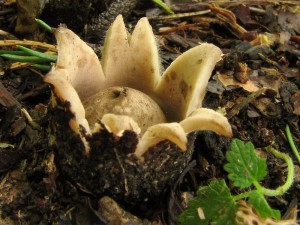 Geastrum fimbriatum.jpg