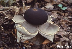 Geastrum fornicatum.jpg