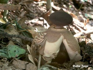 Geastrum fornicatum.jpg