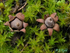 geastrum_hungaricum3.jpg