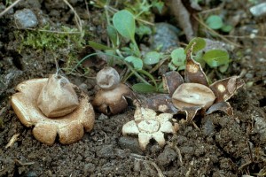 geastrum_lageniforme_o_7.jpg