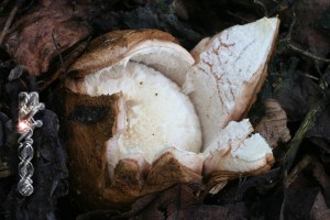 Geastrum_melanocephalum.jpg