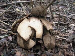 Geastrum melanocephalum 2.jpg