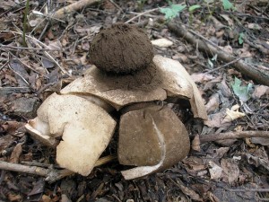 Geastrum melanocephalum 3.jpg