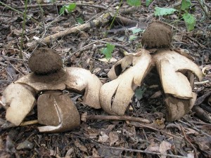 Geastrum melanocephalum 4.jpg