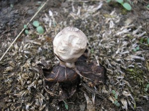 Geastrum nanum 1.jpg