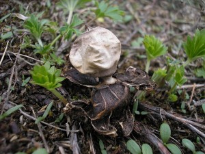 Geastrum nanum 2.jpg