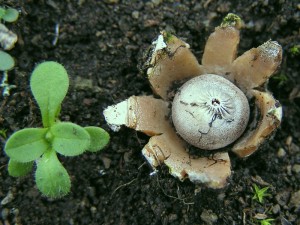 geastrum_pouzarii01.jpg