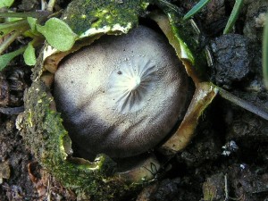 geastrum_pouzarii.jpg