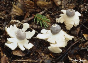 Geastrum quadrifidum.jpg