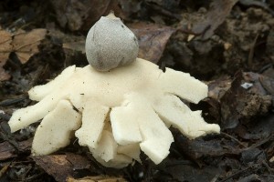 geastrum_quadrifidum_dm_4.jpg