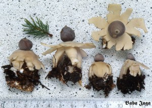 Geastrum quadrifidum tabule.jpg