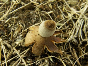 Geastrum schmidelii.jpg1.jpg