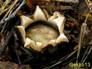 Geastrum_triplex.jpg