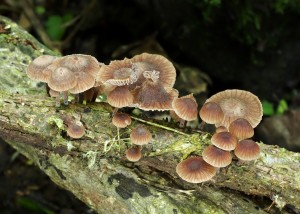 Gymnopus foetidus (3)B.jpg