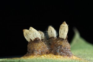 Gymnosporangium_sabinae2.jpg