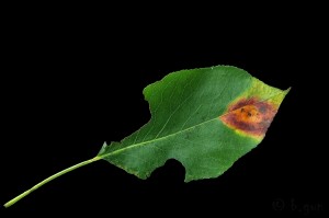 Gymnosporangium_sabinae3.jpg