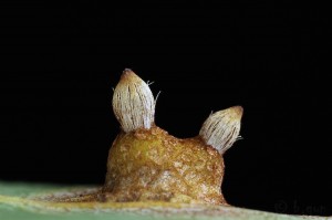 Gymnosporangium_sabinae.jpg