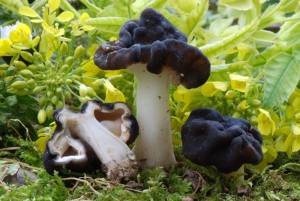 Gyromitra-neuwirthi.jpg