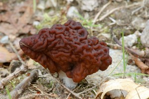 Gyromitra_esc2.jpg