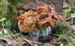 Gyromitra_gigas1.jpg