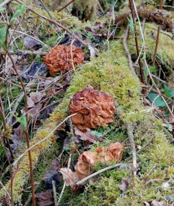 Gyromitra_gigas2.jpg