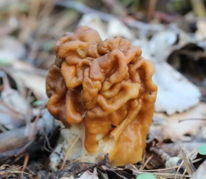 gyromitra gigas 1.jpg