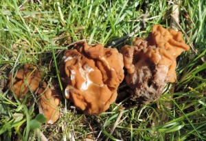 Gyromitra gigas.jpg