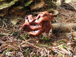 gyromitra_gigas.jpg