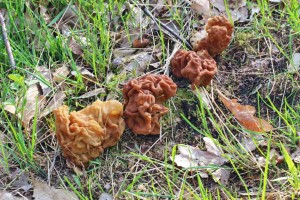 gyromitra gigas 8.jpg