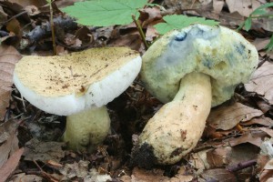 Gyroporus cyanescens 1.jpg