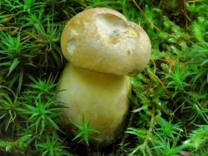 Hib lunk - Boletus felleus.jpg