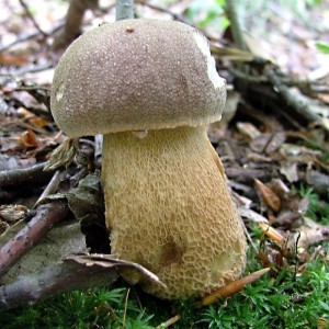 Hib habrov - Boletus carpinaceus.jpg