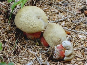 Hib k횝 - Boletus calopus 1.jpg