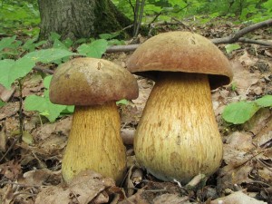 hib kolodj-Boletus luridus.jpg