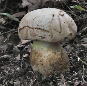 Hib medotrpk - Boletus albidus (1).jpg