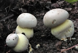 Hib medotrpk - Boletus albidus (5).jpg