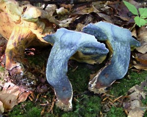 Hib modraka - Boletus pulverulentus2.jpg