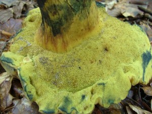 Hib modraka - Boletus pulverulentus3.jpg