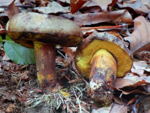 Hib modraka - Boletus pulverulentus.jpg