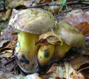 Hib modraka - Boletus pulverulentus.jpg